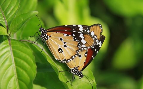Mac Butterflies