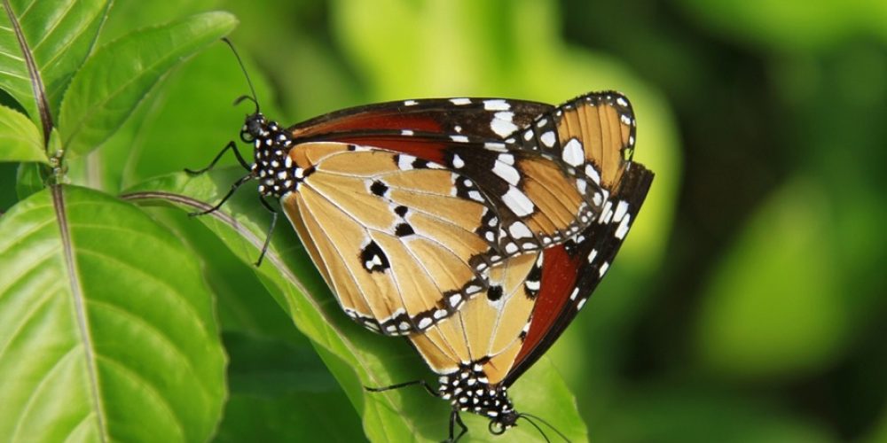 Mac Butterflies
